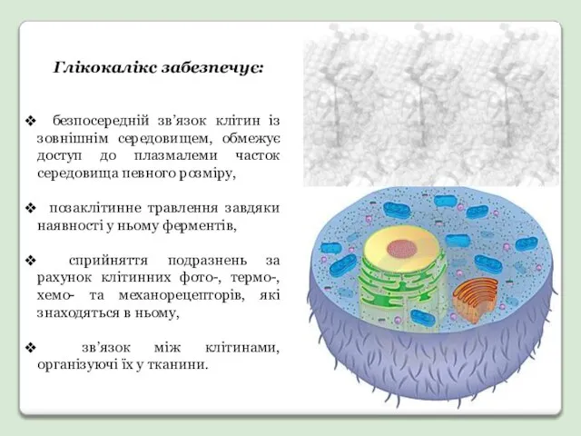 Глікокалікс забезпечує: безпосередній зв’язок клітин із зовнішнім середовищем, обмежує доступ до