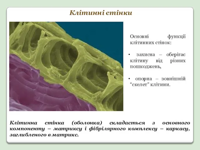 Клітинні стінки Основні функції клітинних стінок: захисна – оберігає клітину від