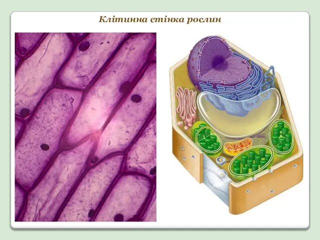 Клітинна стінка рослин