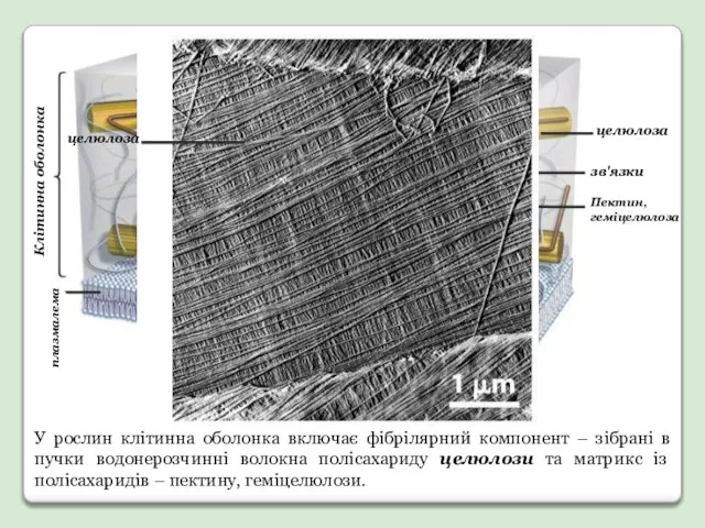 плазмалема Пектин, геміцелюлоза зв'язки целюлоза Клітинна оболонка У рослин клітинна оболонка