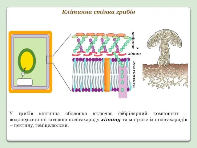 Клітинна стінка грибів У грибів клітинна оболонка включає фібрілярний компонент –