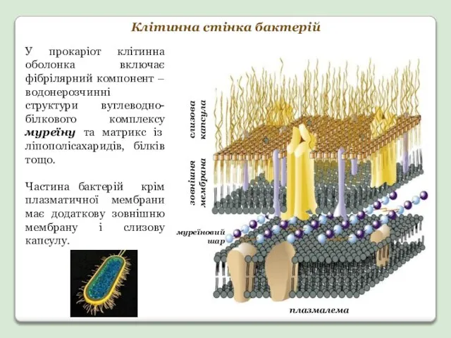 Клітинна стінка бактерій У прокаріот клітинна оболонка включає фібрілярний компонент –