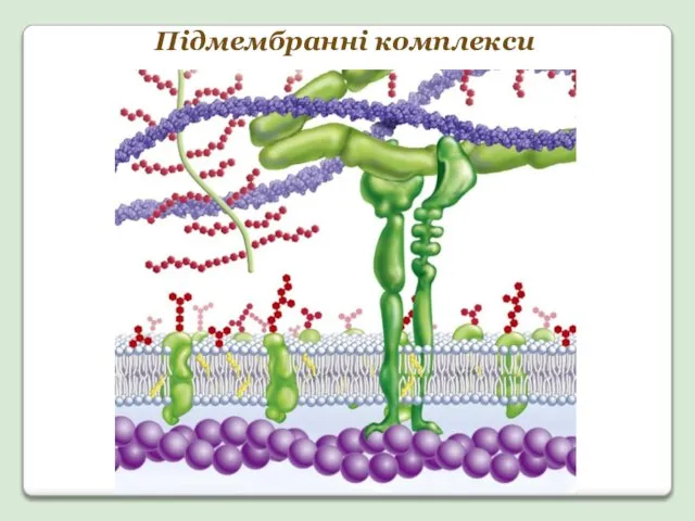 Підмембранні комплекси