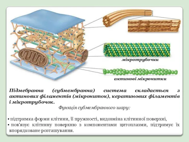 Підмебранна (субмембранна) система складається з актинових філаментів (мікрониток), кератинових філаментів і