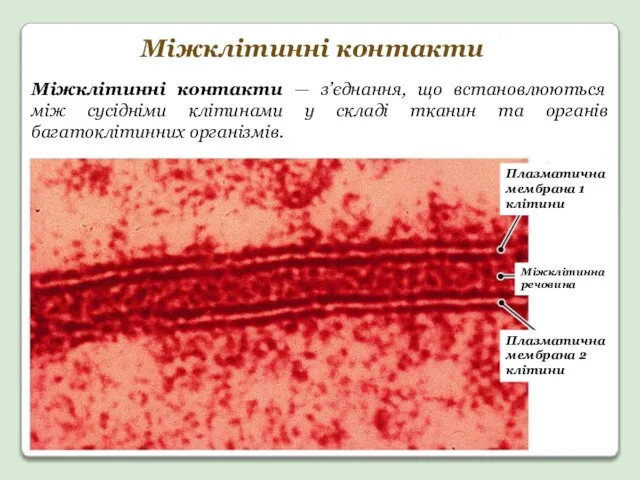 Міжклітинні контакти — з’єднання, що встановлюються між сусідніми клітинами у складі