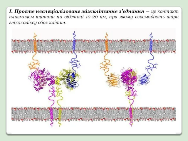І. Просте неспеціалізоване міжклітинне з’єднання — це контакт плазмалем клітини на