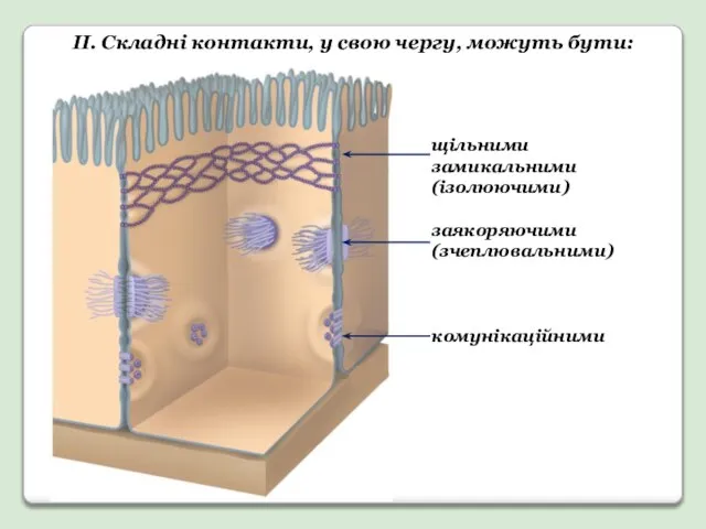 ІІ. Складні контакти, у свою чергу, можуть бути: щільними замикальними (ізолюючими) заякоряючими (зчеплювальними) комунікаційними