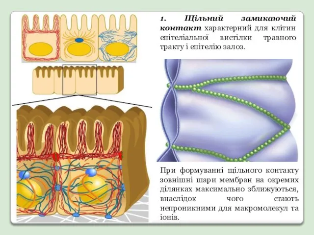 1. Щільний замикаючий контакт характерний для клітин епітеліальної вистілки травного тракту