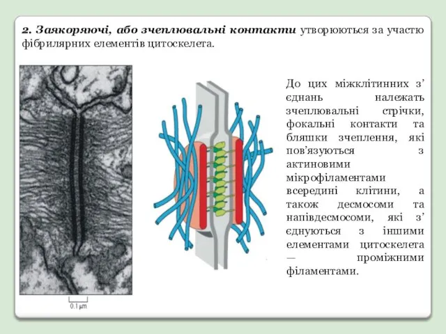 До цих міжклітинних з’єднань належать зчеплювальні стрічки, фокальні контакти та бляшки