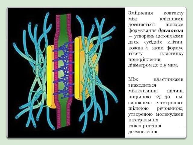 Зміцнення контакту між клітинами досягається шляхом формування десмосом — утворень цитоплазми