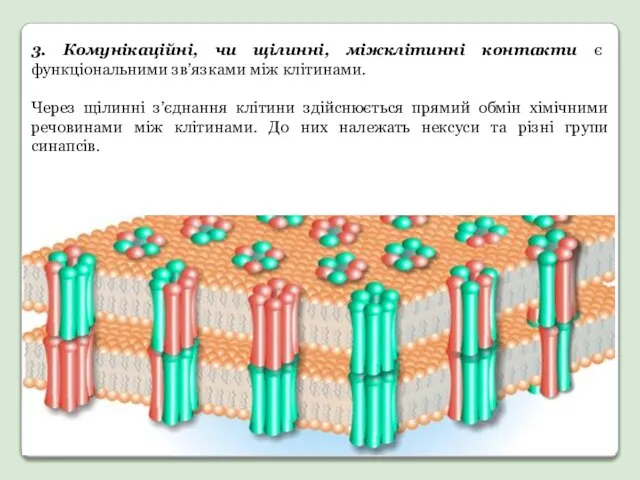 3. Комунікаційні, чи щілинні, міжклітинні контакти є функціональними зв’язками між клітинами.