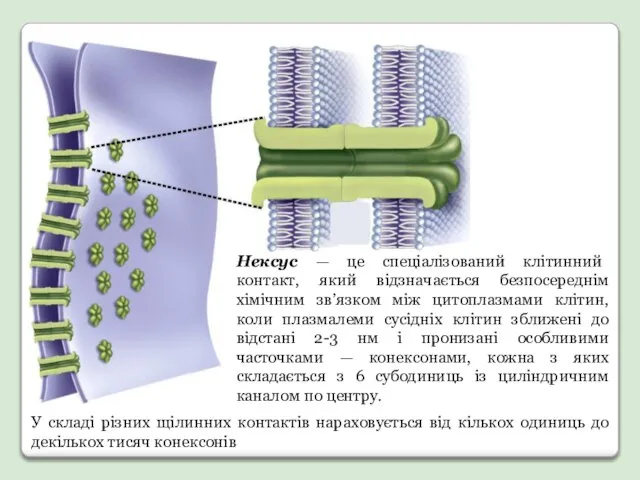 Нексус — це спеціалізований клітинний контакт, який відзначається безпосереднім хімічним зв’язком