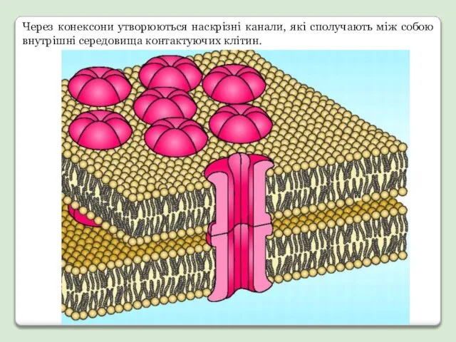 Через конексони утворюються наскрізні канали, які сполучають між собою внутрішні середовища контактуючих клітин.