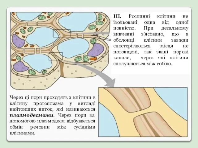 ІІІ. Рослинні клітини не ізольовані одна від одної повністю. При детальному