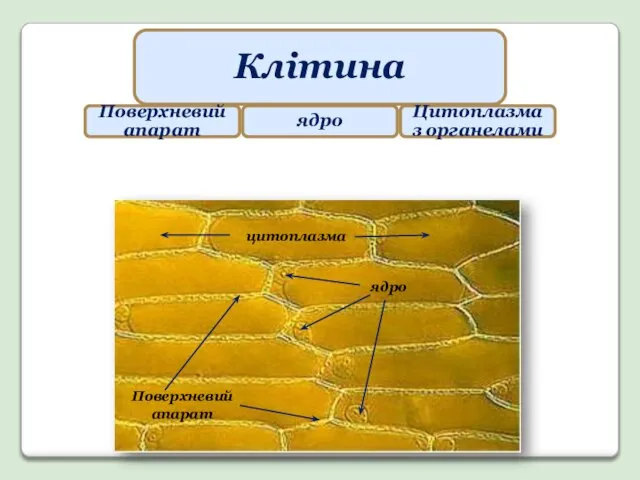 Клітина Поверхневий апарат ядро Цитоплазма з органелами ядро Поверхневий апарат цитоплазма