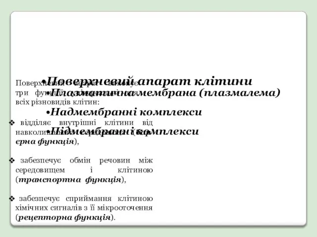 Поверхневий апарат клітини Плазматична мембрана (плазмалема) Надмембранні комплекси Підмембранні комплекси відділяє