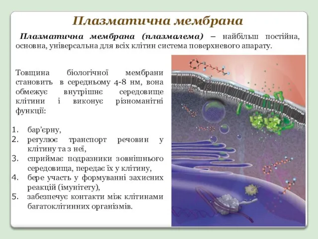 Товщина біологічної мембрани становить в середньому 4-8 нм, вона обмежує внутрішнє