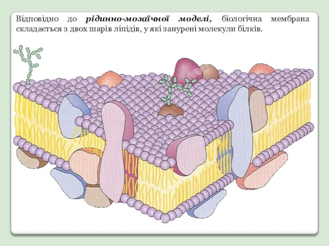 Відповідно до рідинно-мозаїчної моделі, біологічна мембрана складається з двох шарів ліпідів, у які занурені молекули білків.
