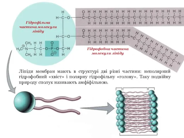 Ліпіди мембран мають в структурі дві різні частини: неполярний гідрофобний «хвіст»