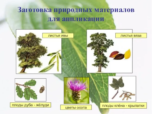 Заготовка природных материалов для аппликации листья ивы листья вяза плоды дуба