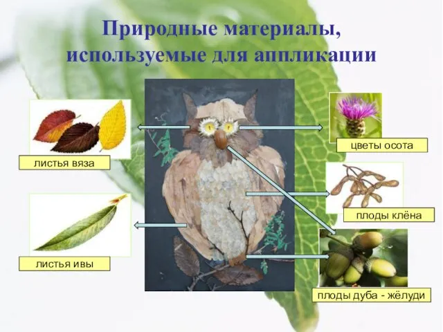 Природные материалы, используемые для аппликации цветы осота плоды клёна плоды дуба