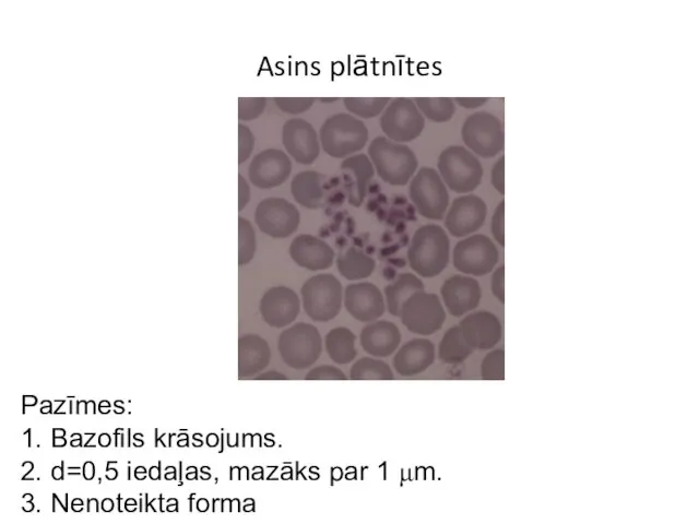 Asins plātnītes Pazīmes: 1. Bazofils krāsojums. 2. d=0,5 iedaļas, mazāks par 1 μm. 3. Nenoteikta forma