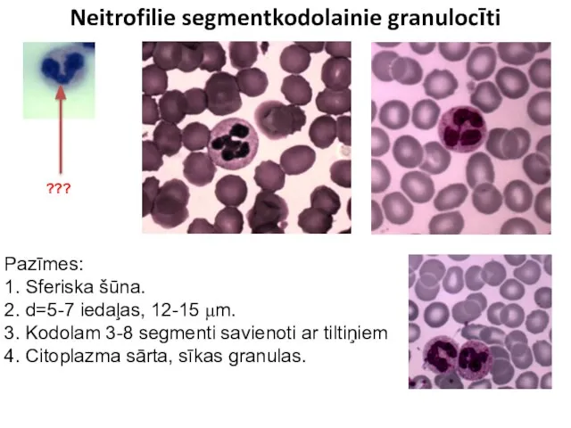 Neitrofilie segmentkodolainie granulocīti Pazīmes: 1. Sferiska šūna. 2. d=5-7 iedaļas, 12-15