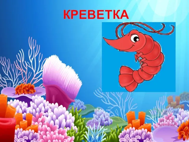 КРЕВЕТКА