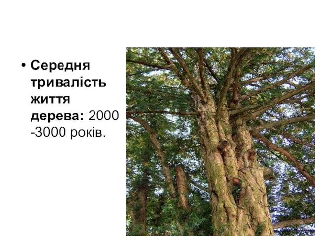 Середня тривалість життя дерева: 2000-3000 років.