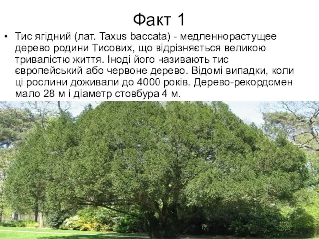 Факт 1 Тис ягідний (лат. Taxus baccata) - медленнорастущее дерево родини