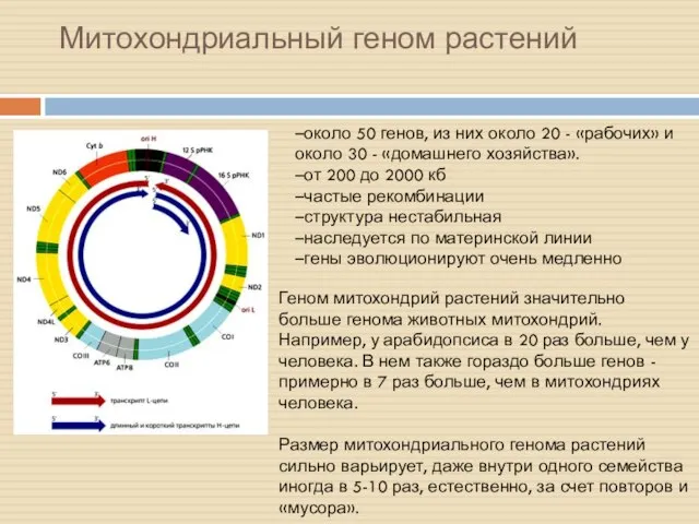 Митохондриальный геном растений Геном митохондрий растений значительно больше генома животных митохондрий.