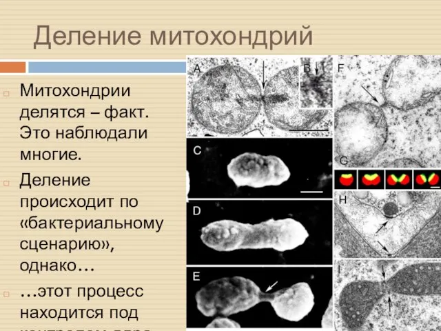 Деление митохондрий Митохондрии делятся – факт. Это наблюдали многие. Деление происходит