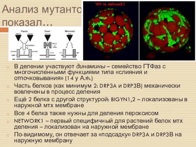 Анализ мутантов показал… В делении участвуют динамины – семейство ГТФаз с