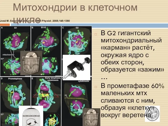 José M. Seguí-Simarro et al. Plant Physiol. 2008;148:1380 ©2008 by American