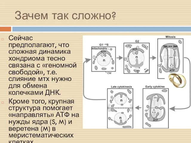 Зачем так сложно? Сейчас предполагают, что сложная динамика хондриома тесно связана