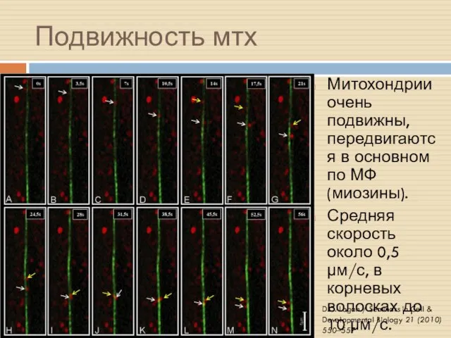 Подвижность мтх Митохондрии очень подвижны, передвигаются в основном по МФ (миозины).