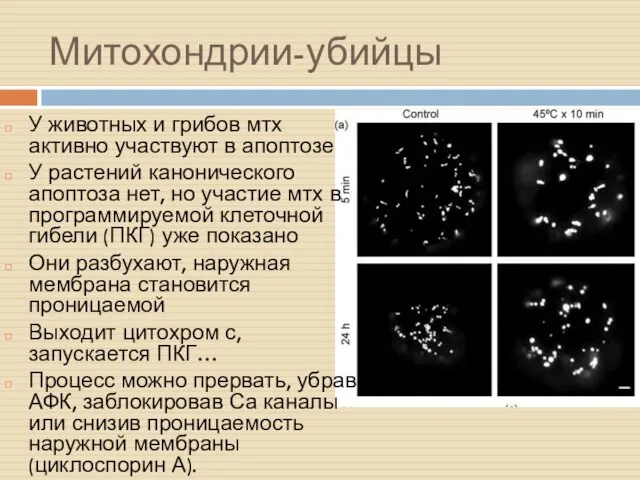 Митохондрии-убийцы У животных и грибов мтх активно участвуют в апоптозе У