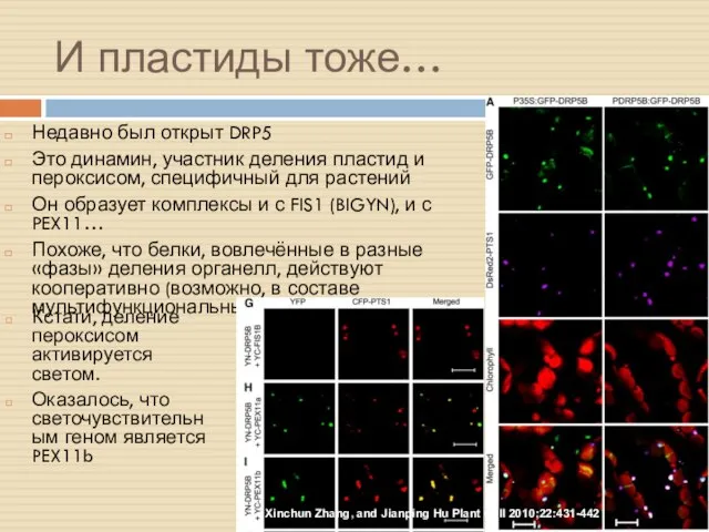 И пластиды тоже… Недавно был открыт DRP5 Это динамин, участник деления