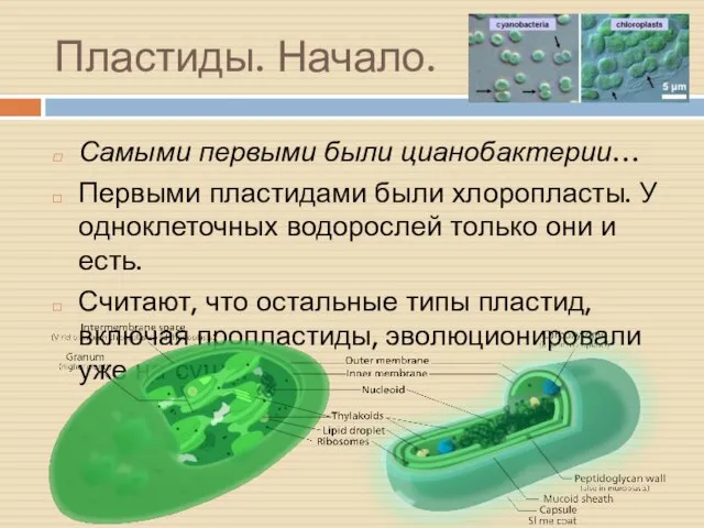 Пластиды. Начало. Самыми первыми были цианобактерии… Первыми пластидами были хлоропласты. У