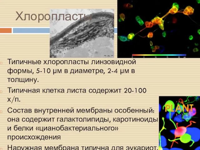 Хлоропласты Типичные хлоропласты линзовидной формы, 5-10 µм в диаметре, 2-4 µм