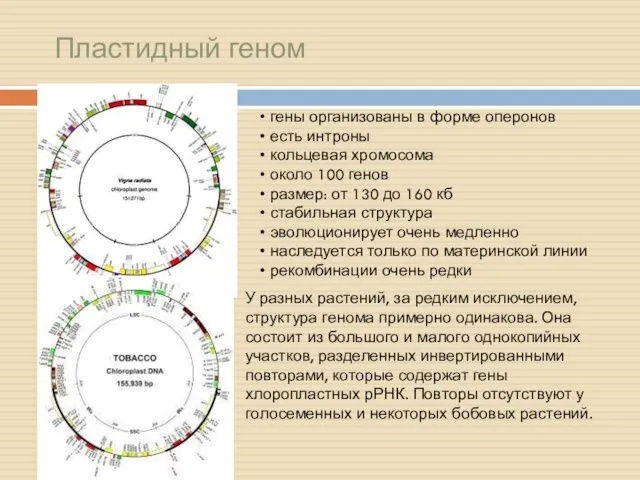 Пластидный геном гены организованы в форме оперонов есть интроны кольцевая хромосома