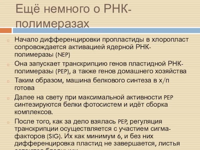 Ещё немного о РНК-полимеразах Начало дифференцировки пропластиды в хлоропласт сопровождается активацией