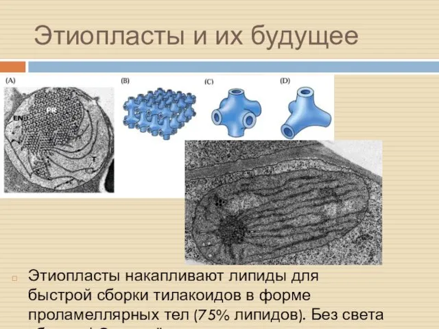 Этиопласты и их будущее Этиопласты накапливают липиды для быстрой сборки тилакоидов