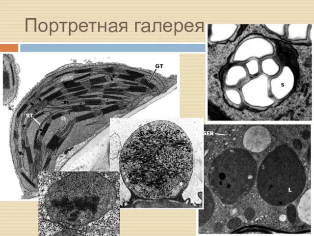 Портретная галерея