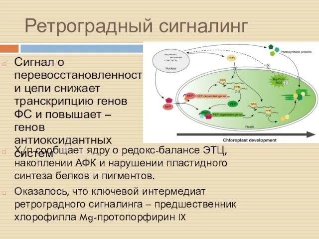 Ретроградный сигналинг Сигнал о перевосстановленности цепи снижает транскрипцию генов ФС и