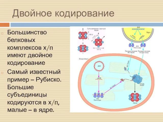 Двойное кодирование Большинство белковых комплексов х/п имеют двойное кодирование Самый известный