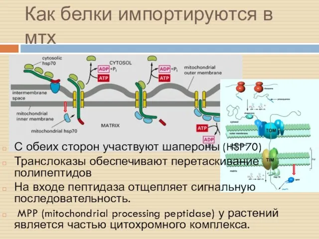 Как белки импортируются в мтх С обеих сторон участвуют шапероны (HSP70)