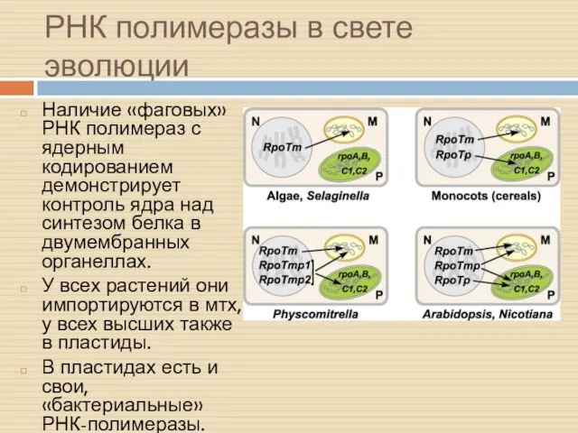 РНК полимеразы в свете эволюции Наличие «фаговых» РНК полимераз с ядерным