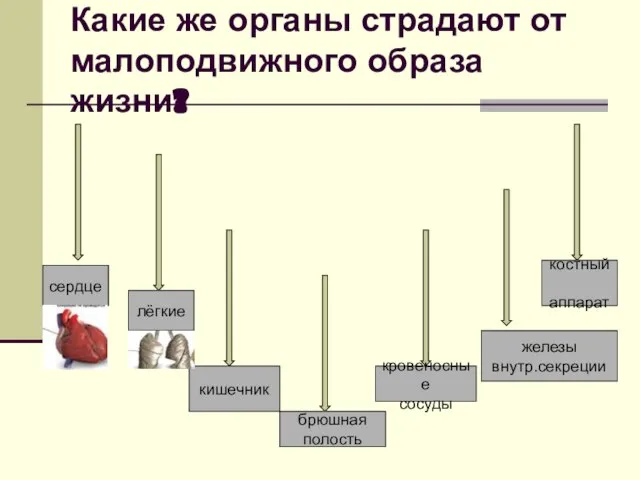 Какие же органы страдают от малоподвижного образа жизни? сердце лёгкие кишечник