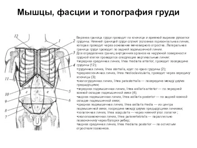 Мышцы, фасции и топография груди Верхняя граница груди проходит по ключице
